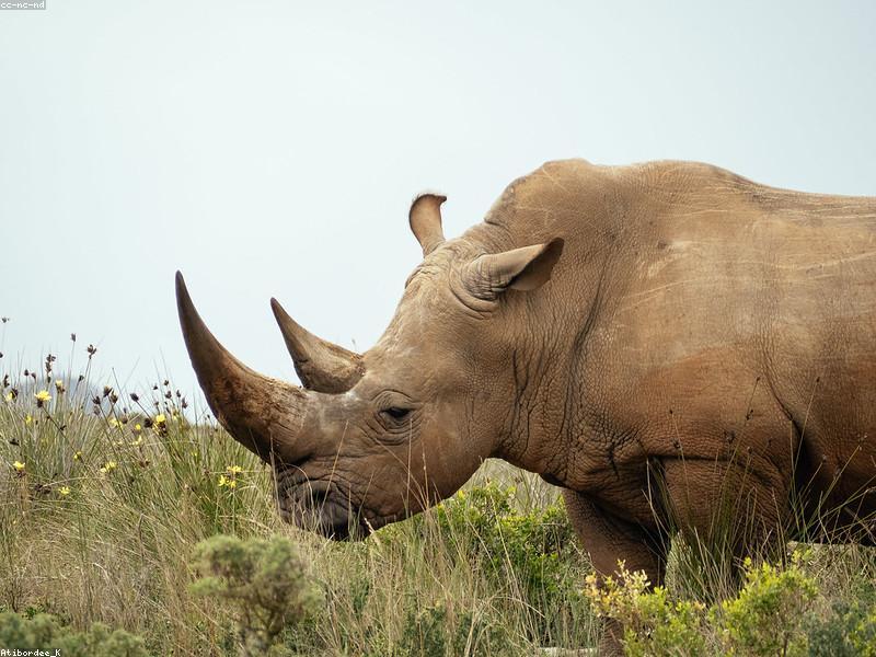 Holiday Homes Project